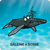 Baleine à Bosse