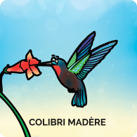 Colibri Madère