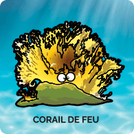 Corail de Feu