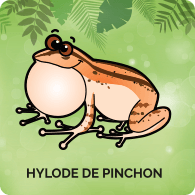 Hylode de Pinchon