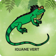 Iguane Vert