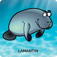 Lamantin