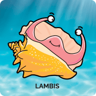 Lambis