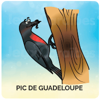 Pic de Guadeloupe