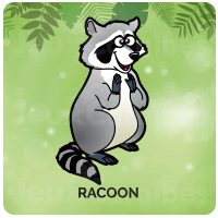 Racoon