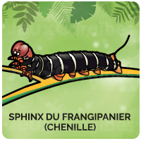 Sphinx du Frangipanier