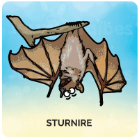 Sturnire