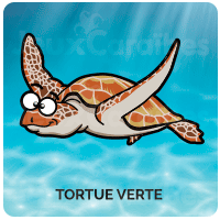 Tortue Verte