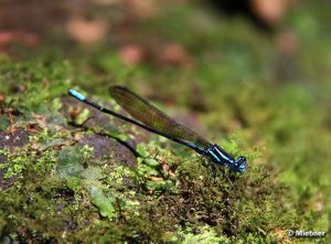 Libelle_Guadeloupe_1-300x221