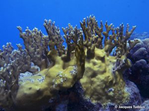 corail_feu_002-300x225