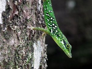 anolis-1-300x225
